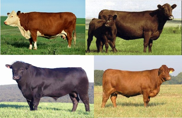 Beef Cattle.jpg